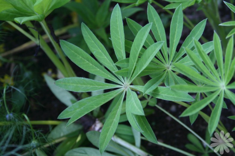 انگشتانه هندی ، large leaved lupine,big leaved lupine